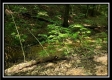 Tract 5 - Pedigo Ridge property photo