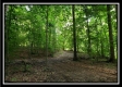 Tract 5 - Pedigo Ridge property photo
