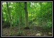 Tract 5 - Pedigo Ridge property photo