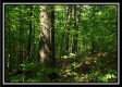 Tract 5 - Pedigo Ridge property photo
