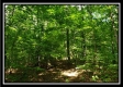 Tract 5 - Pedigo Ridge property photo