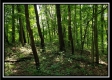 More of Tract 5 - Pedigo Ridge