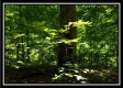 Tract 5 - Pedigo Ridge property photo