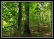 Tract 5 - Pedigo Ridge property photo