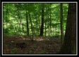 Tract 5 - Pedigo Ridge property photo