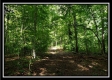 Tract 5 - Pedigo Ridge property photo