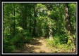 Tract 5 - Pedigo Ridge property photo