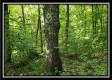 Tract 5 - Pedigo Ridge property photo