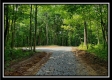 More of Tract 5 - Pedigo Ridge