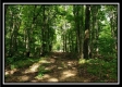 Tract 5 - Pedigo Ridge property photo