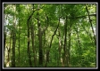 Tract 5 - Pedigo Ridge property photo