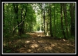 Tract 5 - Pedigo Ridge property photo