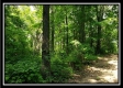 Tract 5 - Pedigo Ridge property photo