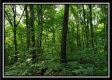 Tract 5 - Pedigo Ridge property photo