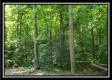 Tract 5 - Pedigo Ridge property photo
