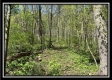 Tract 4 - Sunfish Creek property photo