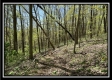 Tract 4 - Sunfish Creek property photo