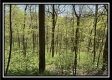 Tract 4 - Sunfish Creek property photo