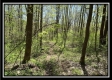 Tract 4 - Sunfish Creek property photo