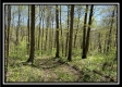 Tract 4 - Sunfish Creek property photo