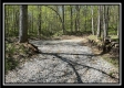 More of Tract 4 - Sunfish Creek