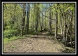 More of Tract 4 - Sunfish Creek
