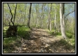 Tract 4 - Sunfish Creek property photo