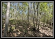 Tract 6 - Sunfish Creek property photo