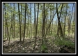 Tract 6 - Sunfish Creek property photo
