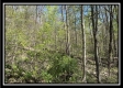 Tract 6 - Sunfish Creek property photo