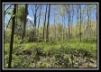 Tract 6 - Sunfish Creek property photo
