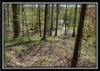 More of Tract 6 - Sunfish Creek