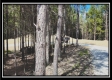 Tract 4 - New Lexington Woods property photo