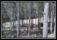 Tract 4 - New Lexington Woods property photo
