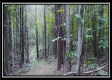 Tract 4 - New Lexington Woods property photo