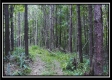 Tract 4 - New Lexington Woods property photo