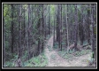 More of Tract 4 - New Lexington Woods