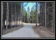 More of Tract 4 - New Lexington Woods