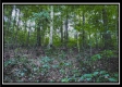 Tract 4 - New Lexington Woods property photo