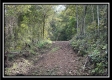 More of Tract 2 - Clary Rd