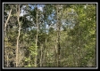 More of Tract 2 - Clary Rd