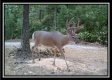 More of Tract 2 - Clary Rd