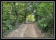 More of Tract 3 - Clary Rd