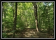 Tract 1 – The Woods at Pedigo Ridge property photo
