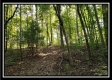 Tract 1 – The Woods at Pedigo Ridge property photo