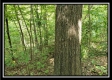 Tract 1 – The Woods at Pedigo Ridge property photo