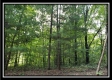 Tract 1 – The Woods at Pedigo Ridge property photo