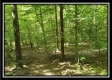 More of Tract 1 – The Woods at Pedigo Ridge
