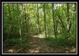 Tract 1 – The Woods at Pedigo Ridge property photo