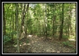 Tract 1 – The Woods at Pedigo Ridge property photo
